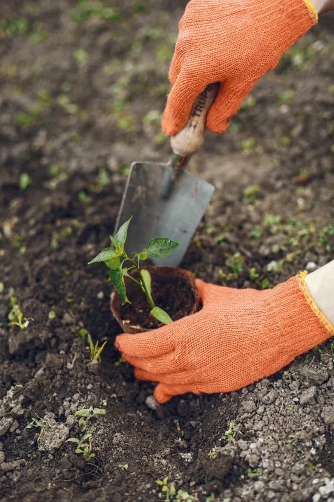 Plantation d’un jeune plant dans un jardin